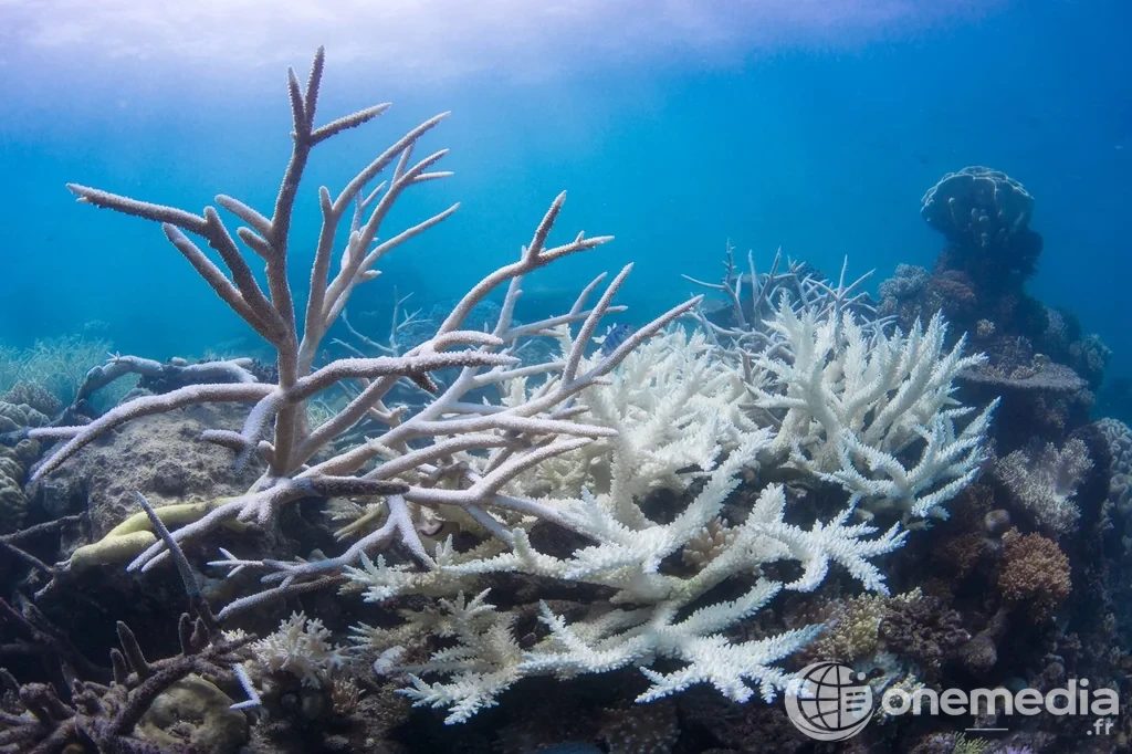 Corail blanchi dans une zone touchée par une vague de chaleur marine, photo d'illustration (OceanImageBank / The Ocean Agency).