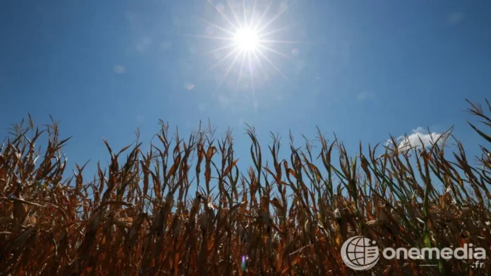 Champ agricole en France lors d’un épisode de forte chaleur
