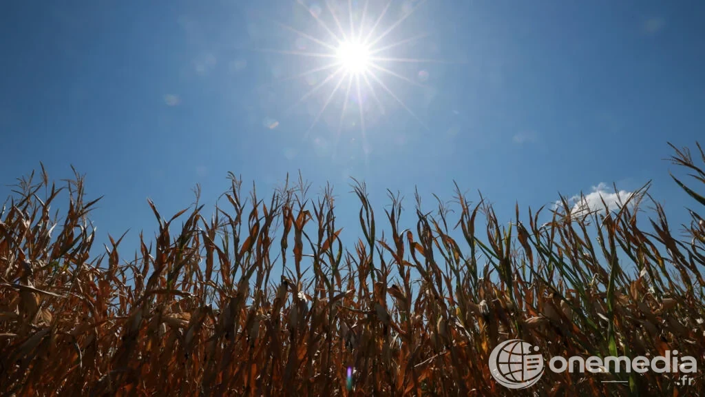 Champ agricole en France lors d’un épisode de forte chaleur