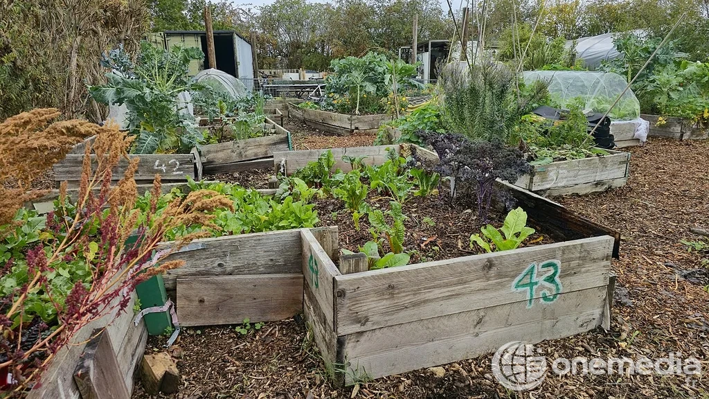 Bacs potagers remplis de légumes et de paillage