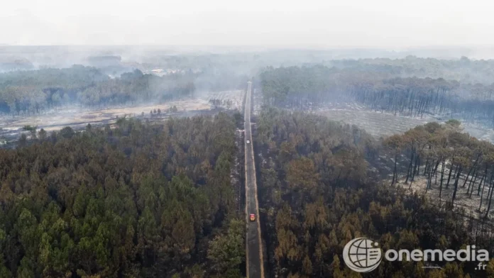 Vue aérienne d'une zone forestière brûlée près du Porge après l'incendie en Gironde
