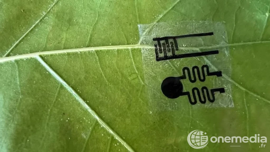 Capteur électronique souple fixé sur une feuille de plante