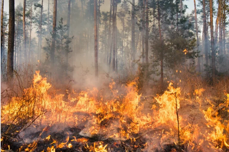 Paysage marqué par un incendie, illustration des conséquences économiques pour les entreprises