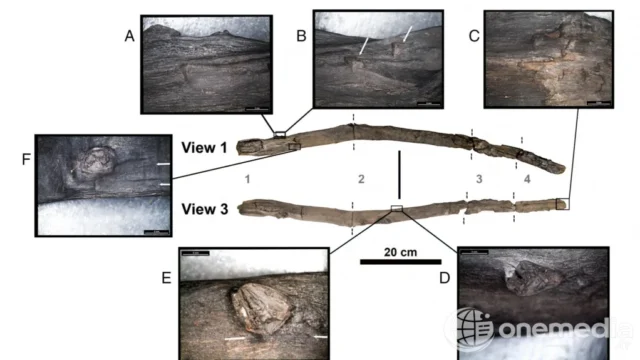 Outils en bois portatifs vieux d'environ 430 000 ans découverts à Marathousa 1, en Grèce