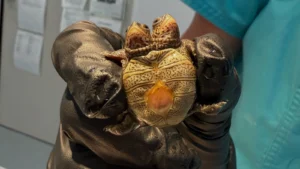 Jeune terrapin à dos diamant à deux têtes découvert à Cape Cod.